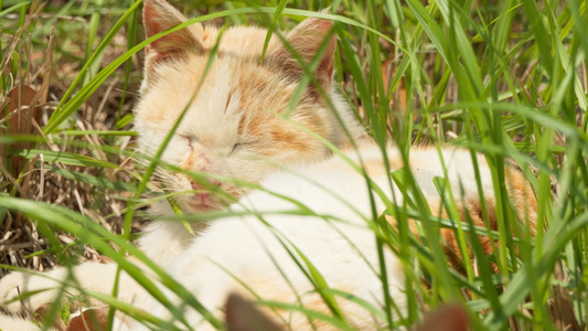 夏天公园里的小猫咪流浪猫视频