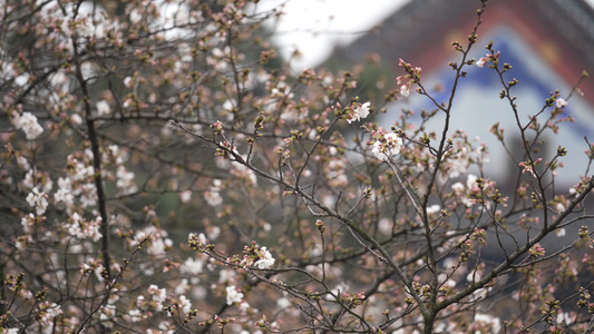 城市校园早樱盛开樱花季春天4k素材视频