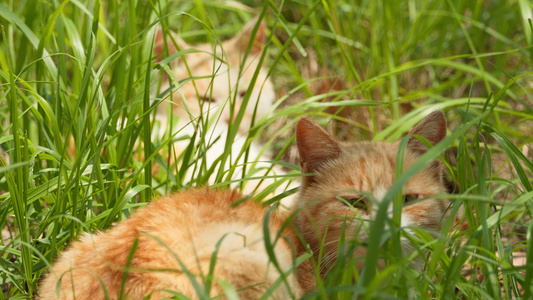 夏天公园里的小猫咪流浪猫视频
