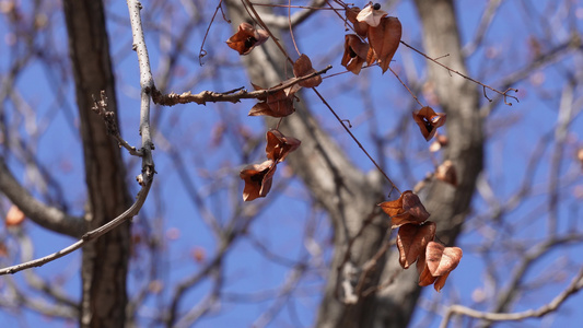 秋冬落叶树木树枝 视频