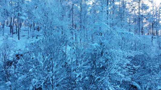 大兴安岭冬天雪景银装素裹林海雪原雪松雾凇冰天雪地视频