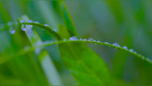 夏季的雨滴视频