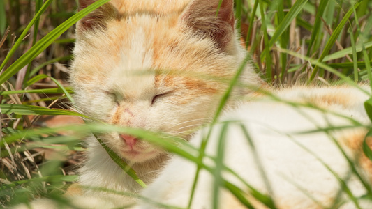 夏天公园里的小猫咪流浪猫视频