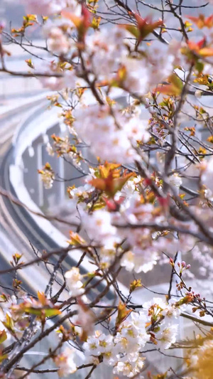 樱花树下的列车青岛地铁225秒视频