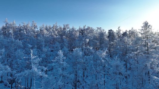 大兴安岭冬天雪景银装素裹林海雪原雪松雾凇冰天雪地视频