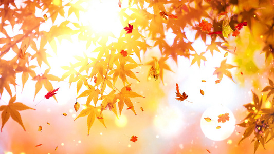 秋天落叶枫叶视频素材视频