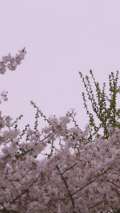 春天城市街头盛开的粉色浪漫樱花素材樱花树视频