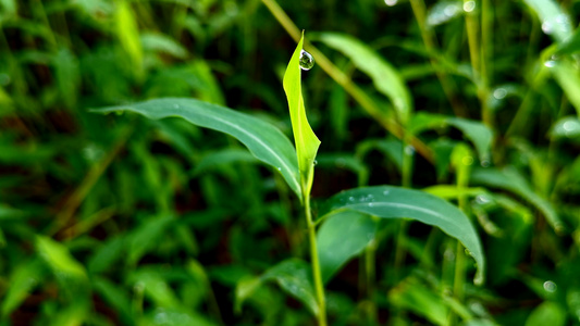  清晨小草绿色叶子露水视频