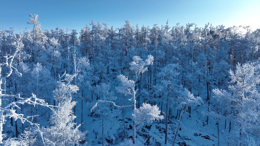 大兴安岭冬天雪景银装素裹林海雪原雪松雾凇冰天雪地视频