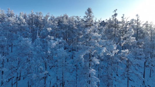 大兴安岭冬天雪景银装素裹林海雪原雪松雾凇冰天雪地视频