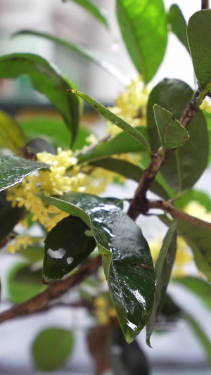 八月桂花香八月花49秒视频