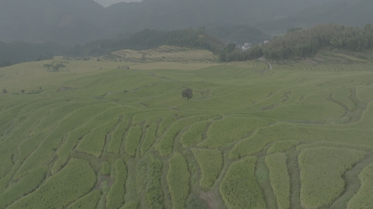 4k欧家梯田视频