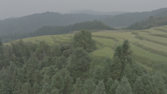 4k欧家梯田视频