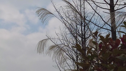 枯萎芦苇植物实拍视频