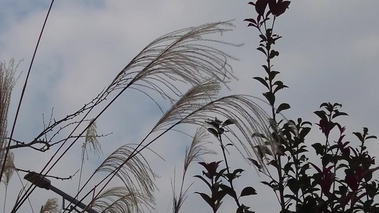 枯萎芦苇植物实拍视频