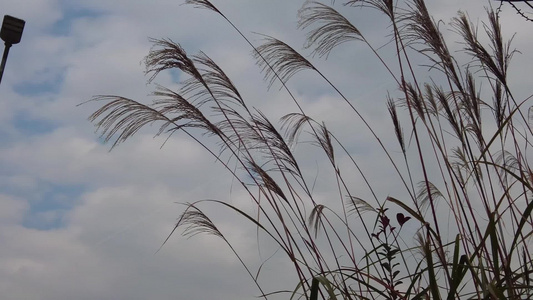 枯萎芦苇植物实拍视频