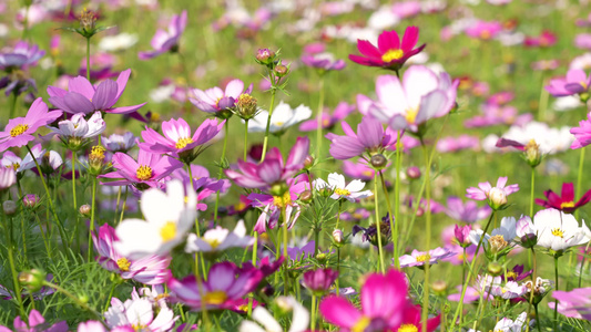 格桑花开视频