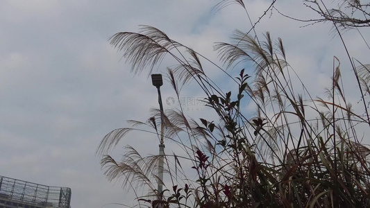 枯萎芦苇植物实拍视频