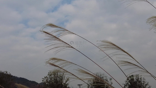 枯萎芦苇植物实拍视频