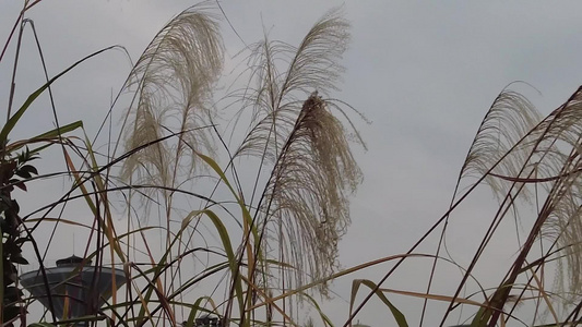 枯萎芦苇植物实拍视频