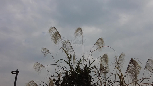 枯萎芦苇植物实拍视频