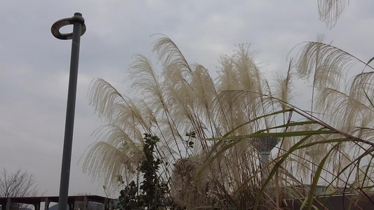 枯萎芦苇植物实拍视频