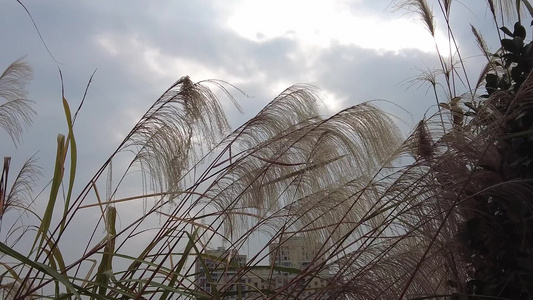 枯萎芦苇植物实拍视频