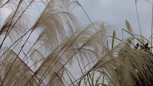 枯萎芦苇植物实拍视频