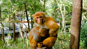 4k实拍贵阳黔灵山小猴子视频101秒视频