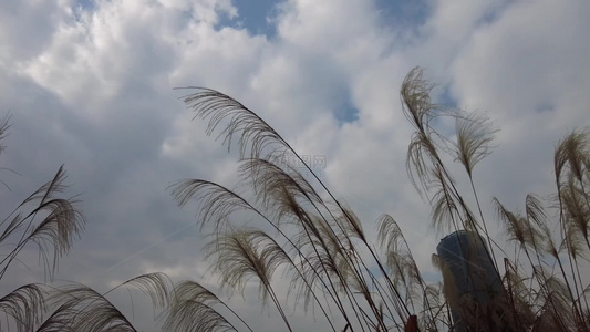 枯萎芦苇植物实拍视频