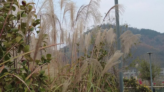 枯萎芦苇植物实拍视频