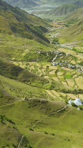 夏季高原地区山谷草地植物视频