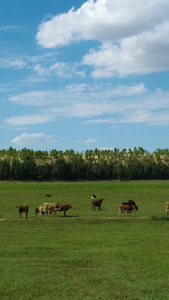 内蒙草原牛群航拍畜牧业视频