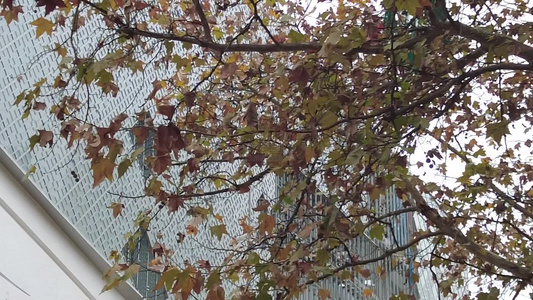 秋天枯黄枫叶植物实拍视频