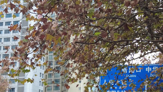 秋天枯黄枫叶植物实拍视频