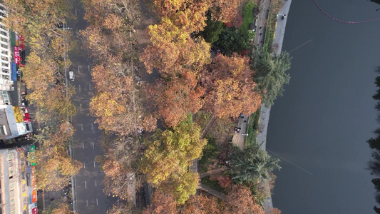 秋天枯黄树枝树叶植物森林城市秋天航拍视频