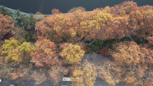 秋天枯黄树枝树叶植物森林城市秋天航拍视频