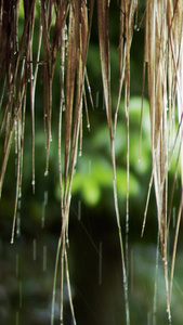 实拍茅草屋下雨天滴水视频