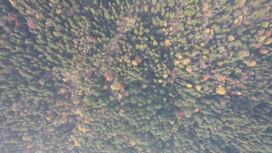 秋天枯黄树枝树叶植物森林城市秋天航拍视频