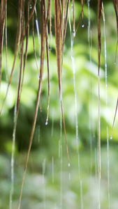 实拍茅草屋下雨天滴水视频