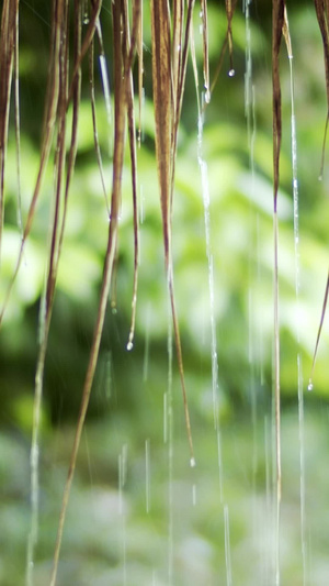 实拍茅草屋下雨天滴水16秒视频