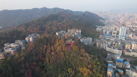 秋天枯黄树枝树叶植物森林城市秋天航拍视频