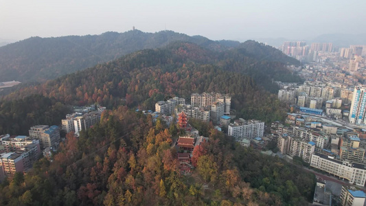 秋天枯黄树枝树叶植物森林城市秋天航拍视频