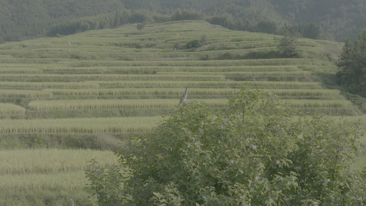 4k欧家梯田视频