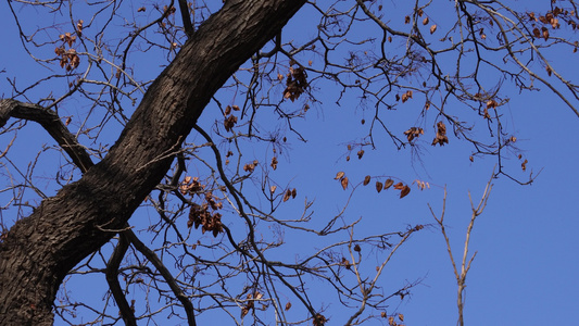 秋冬落叶树木树枝 视频