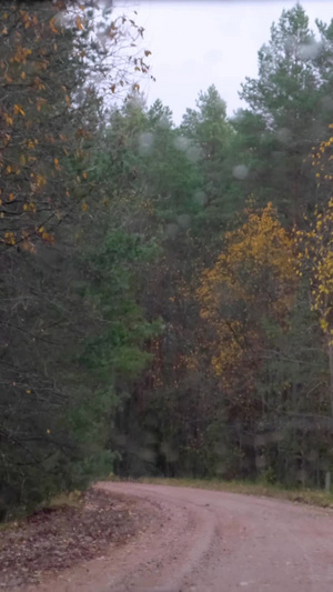 深秋驾驶汽车户外探险森林森林树木25秒视频