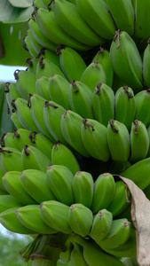 香蕉果实果树合集水果树视频