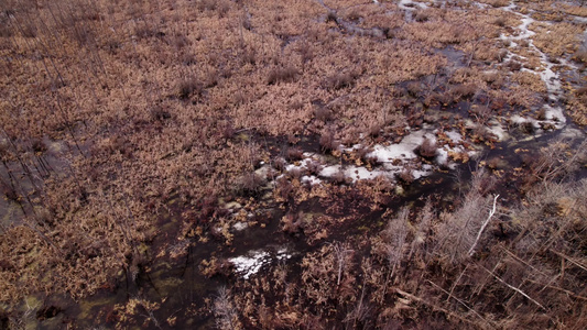 秋季湿地沼泽池塘枯枝航拍视频