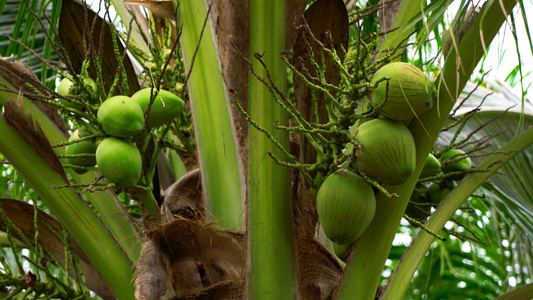 椰子树及椰子果实实拍合集4K视频