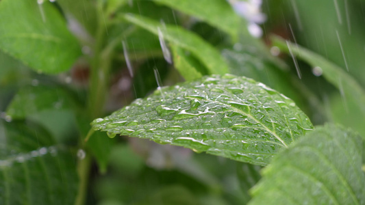 雨水滋润绿植视频